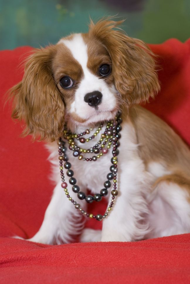 Dog Collars jewelinfo4u Gemstones and Jewellery Information Portal